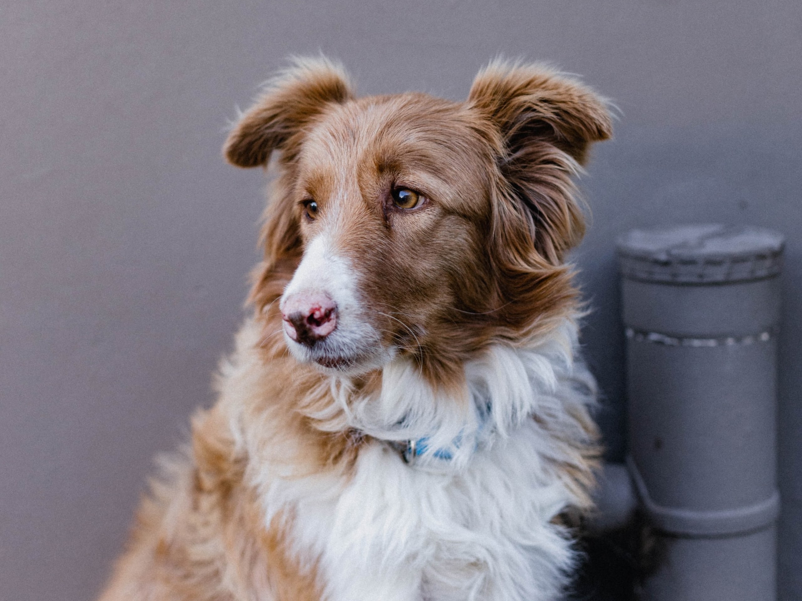 What Causes Urine Crystals In Dogs